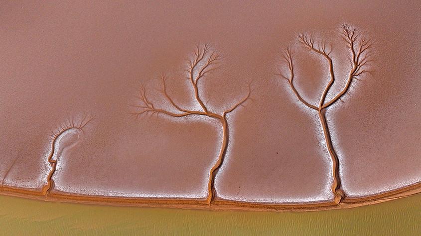 黄河入海口湿地现“潮汐树”景观