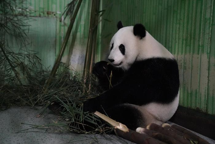 大熊猫“福娃”“凤仪”平安回国