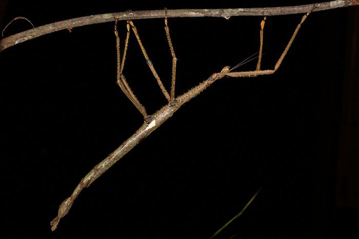 澳大利亚昆士兰州发现新竹节虫物种