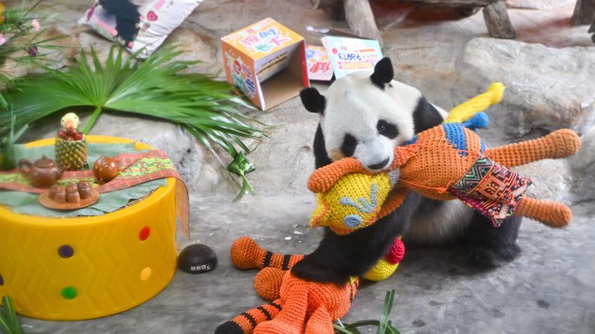 大熊猫兄弟庆十二周岁生日