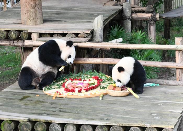 重庆动物园为大熊猫送上特制月饼庆中秋