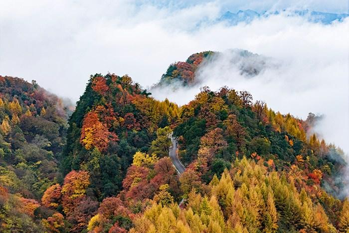 四川旺苍米仓山万山红遍