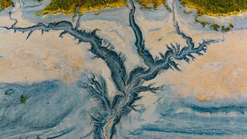 浙江嘉兴“潮汐树”景观宛如水墨画