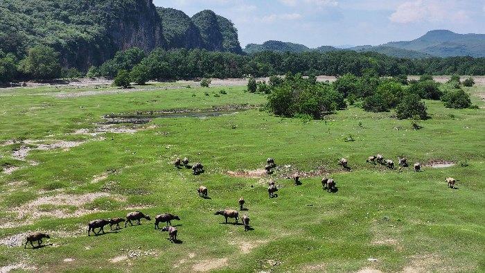 桂林漓江夏牧图：生态牧歌映碧峰 水牛踏浪入画来