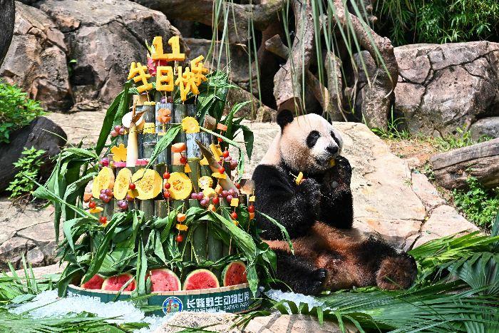 全球唯一大熊猫三胞胎“萌帅酷”迎11周岁生日