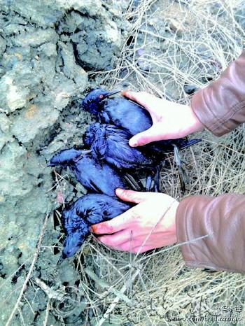 �����岿��������ëմ�������޷����У�ͼ��