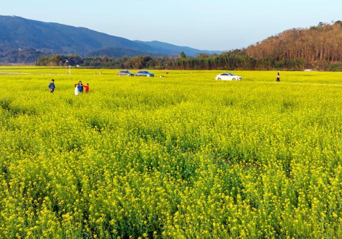 油菜花开惹人醉