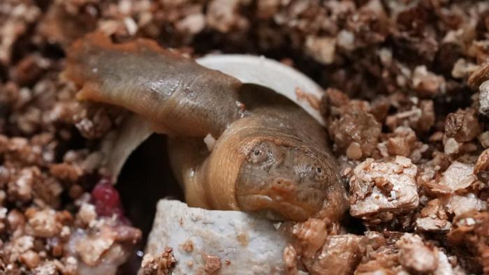 浙江青田：“水中大熊猫”鼋陆续破壳而出